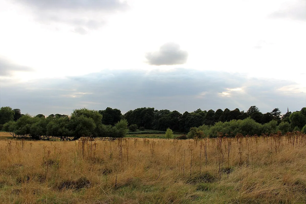 Landscape in Richmond Park, England.